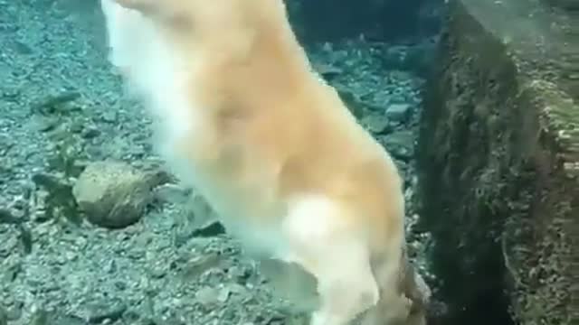 Beautiful and amazing scuba dog!