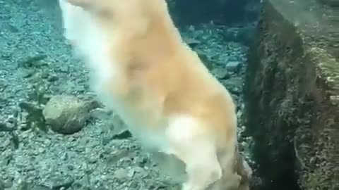 Beautiful and amazing scuba dog!