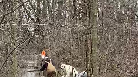 Great Pyrenees Rescued from Flooded Creek