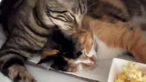 CHASE_KEPT_GOING!_😂_#viral(720p)
