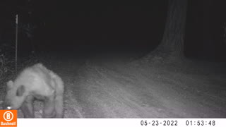 Young Bear on the Trail