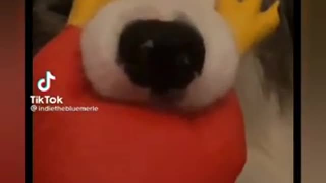 Viral Dogs on Tiktok