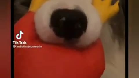 Viral Dogs on Tiktok