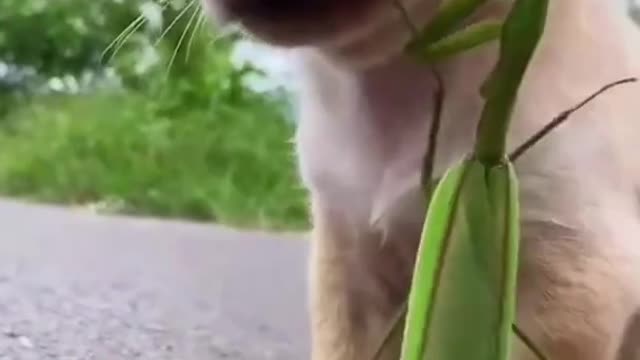 Cute Dog with a Mantis and a Goose