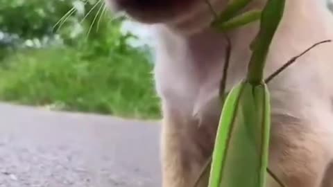 Cute Dog with a Mantis and a Goose