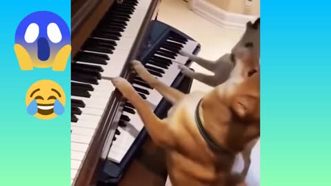 The funny dogs are playing the piano 🤗😂