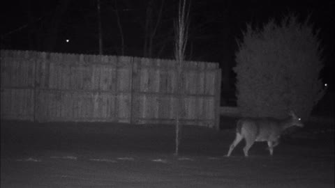 Backyard Trail Cam - Deer at Fence