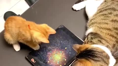 Gameplay cat 🐈