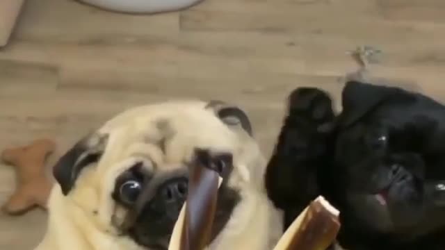 Who is going to win Credit- @pug_leonid#pug #funnydogvideos #funny #dogs #dog