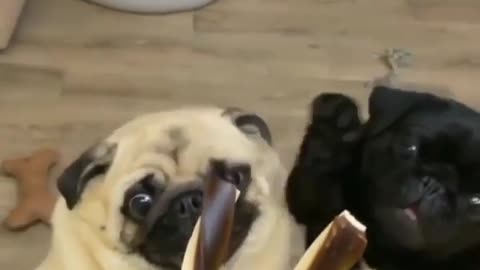 Who is going to win Credit- @pug_leonid#pug #funnydogvideos #funny #dogs #dog