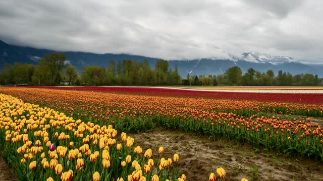 Tulips plantation in an agricultural field