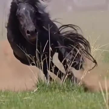 Wild Black Horse | Beautiful Horses