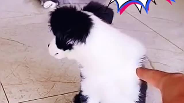 Try Not To Laugh Funny Dogs And Cats#shorts