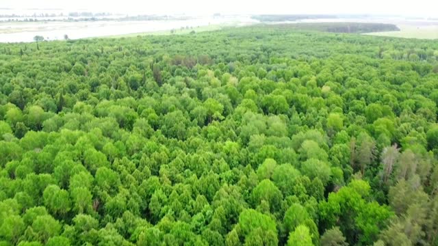 Incredible forests of Ukraine for Kharkov