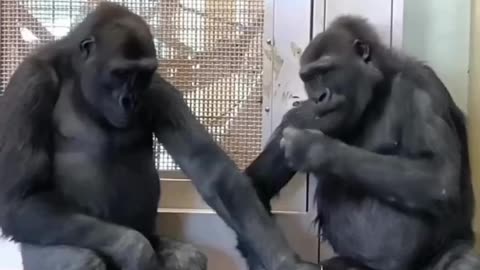 Besties hanging out 😂