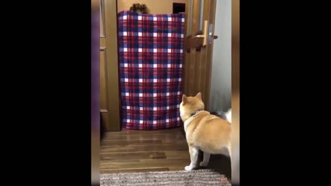 Funniest Cats And Dogs - Best Of The 2022 Funny Animal Videos.#20
