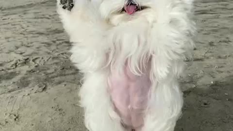 Do you know how to best way to train dog #shorts 🐶