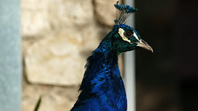 Close up of a Peacocks head - With great music