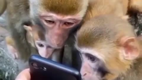 Monkey Reacting To Funny Video