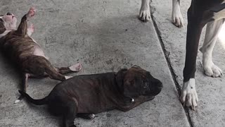 Aunt nuggy playing with puppies