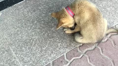 A puppy waiting for its owner.