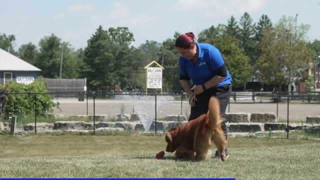 Every Dog Owner NEEDS One Of These Dog Toys!