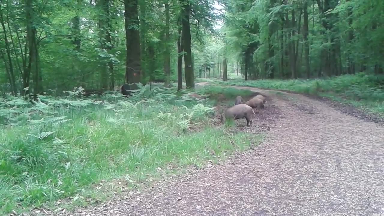 Wild Boar in the Forest of Dean