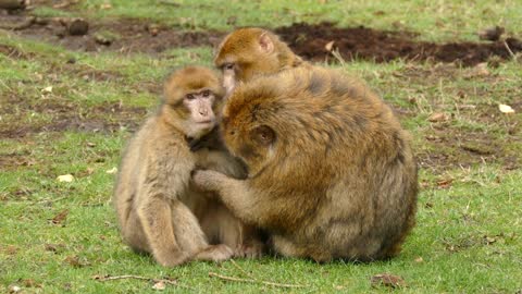 Ape Monkey Playing