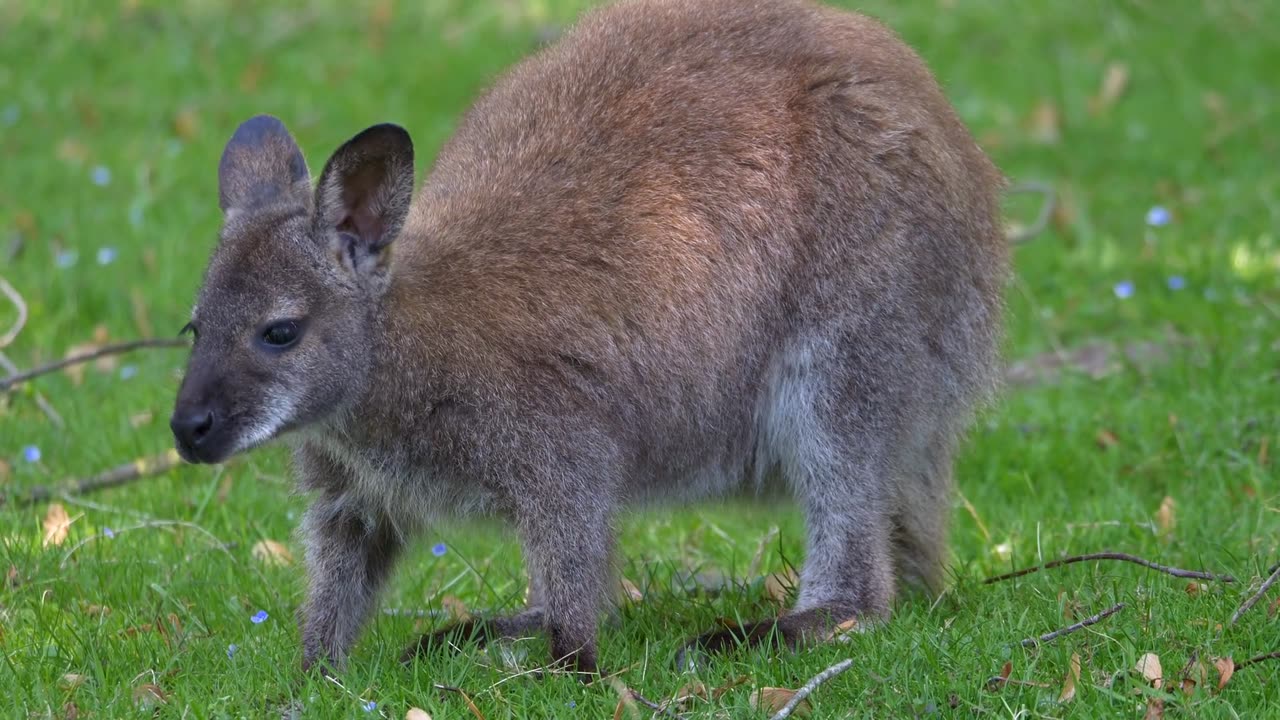 This is a video of a kangaroo