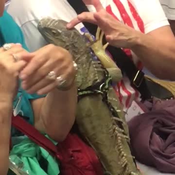 Man snake around neck woman petting lizard iguana