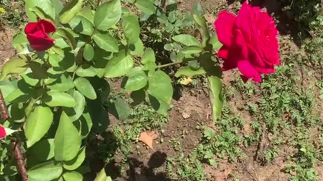 Beautiful flowers and grass, a gift from nature