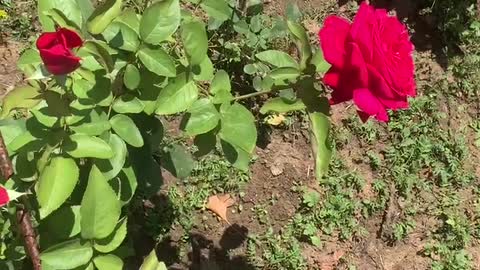 Beautiful flowers and grass, a gift from nature