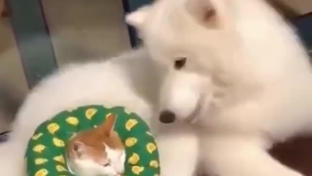 ๐๐Cute and Funny Cat and Dogs ๐๐Videos
