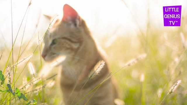 House pets watch playing babies and children