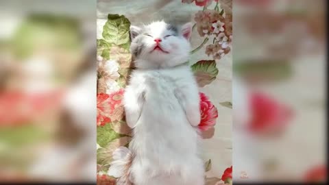 Baby Cats-Cute and Funny cat videos