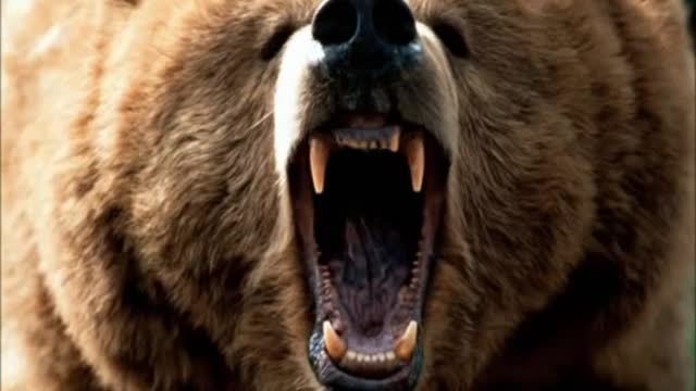 Grizzly Bear Roar - Terrifying grizzly roar - 30 seconds