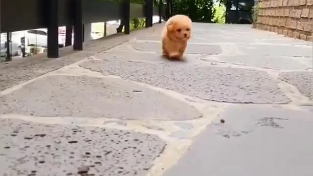 Cute dog funny