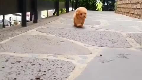 Cute dog funny