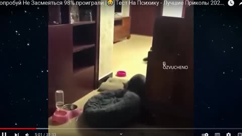 смешное видео