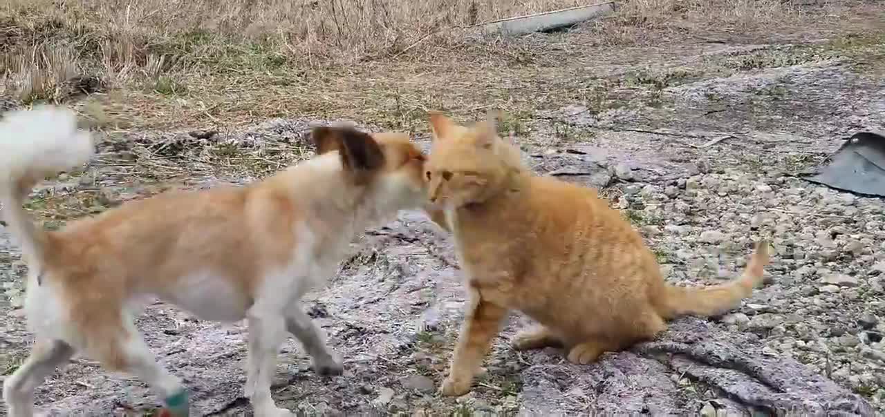 Dog and Cheese Cat Fight