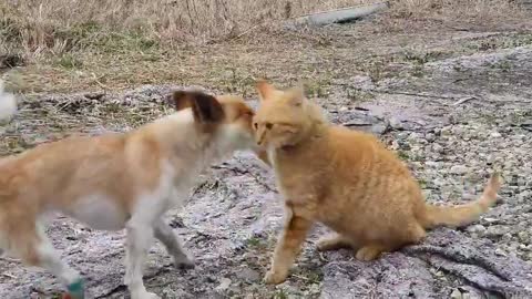 Dog and Cheese Cat Fight