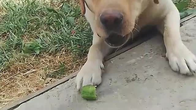 The dog is a lover of proper nutrition