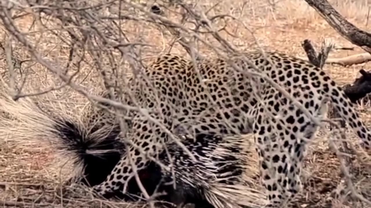 Leopard worses porcupine