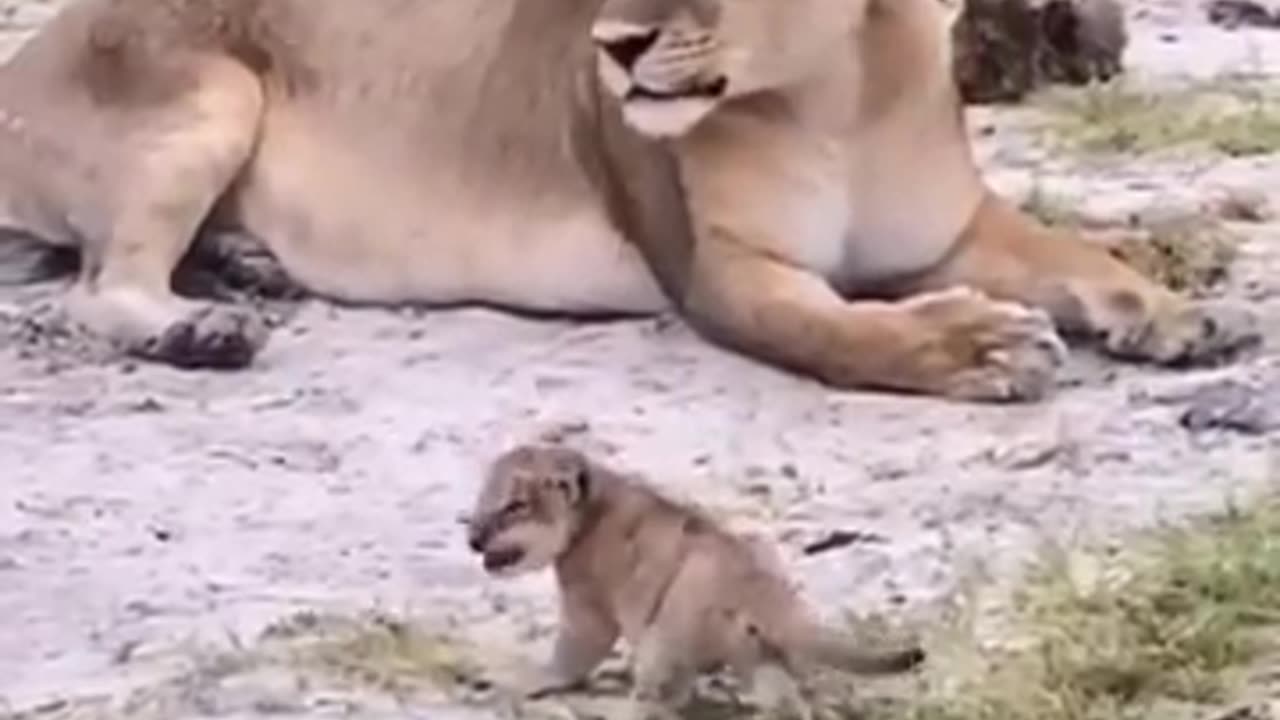 Baby Lion Roars | Lion Cub Roaring | Cardit : Duncan Gray @Duncsgray