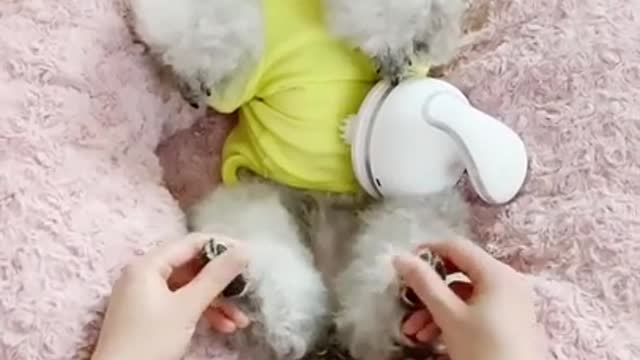 Funny Dog videos compilation 2021