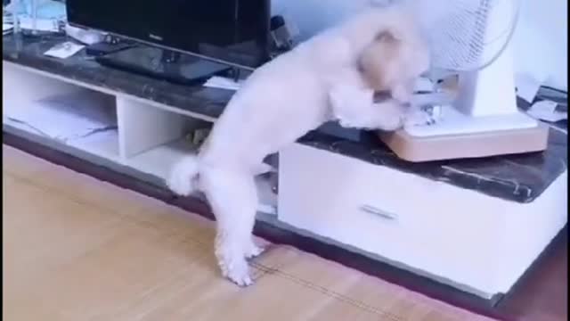 Clever puppy turns on the cogwheel