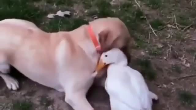 dog and duck