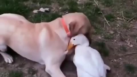 dog and duck