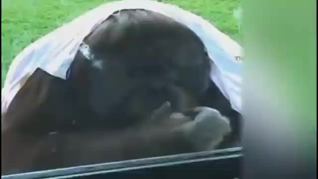 Funny Animal : funny video