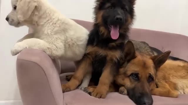 German Shepherd Reaction to Puppies Playing